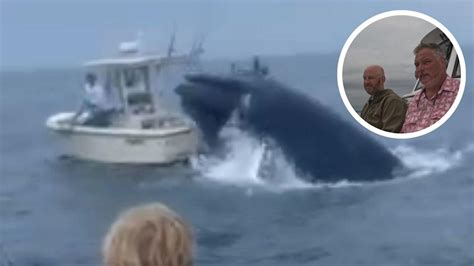 Two Rescued After Whale Capsizes Boat Off Coast Of New Hampshire