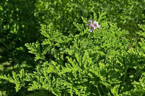 Pelargonium Graveolens Citronella Geranium Flores Con Flores Y Hojas