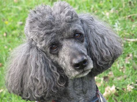 Dd Delta Dawn October 2015 Domestic Dog Dogs Poodle