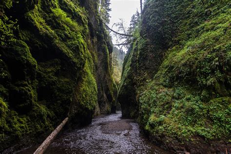 Oneonta Gorge | Flickr - Photo Sharing! | Oneonta gorge, Oneonta, Gorges