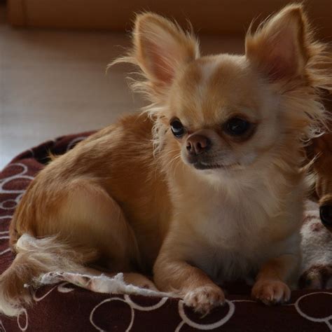 Adorable Teacup Chihuahua Puppies