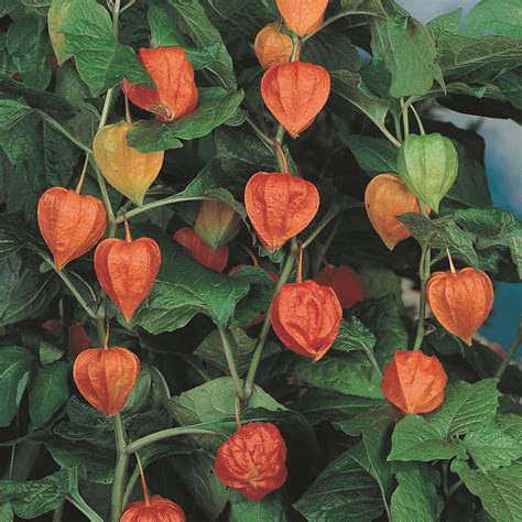 Physalis Franchetii Chinese Lantern Plant Used Greatly In Dried