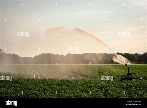 Irrigation And Watering Of Farmland With Sprinkler Equipment Stock
