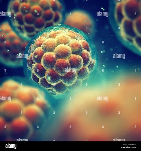 A Morula Is An Early Stage Embryo Consisting Of Cells Stem Cell