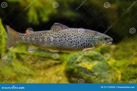 Brown Trout Salmo Trutta Fario In The Aquarium Stock Photo Image Of