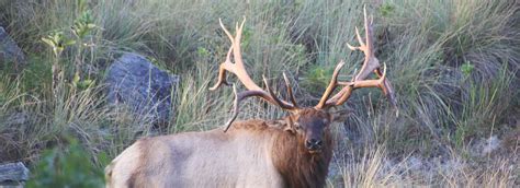 400 Plus Elk Hunts In Texas High Fence Elk Hunts Texas Hill Country Elk Hunting Ranch