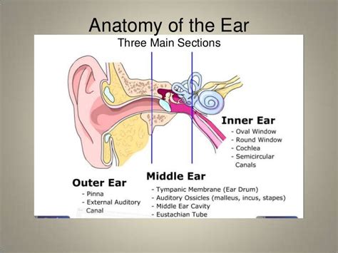 Anatomy of the ear