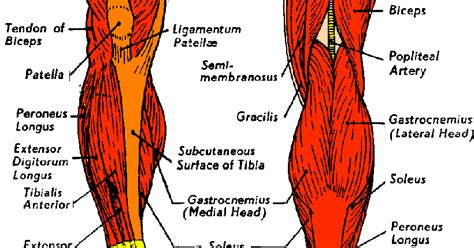 Anatomy Videos For Medical Students Diagram Human Leg Tendons