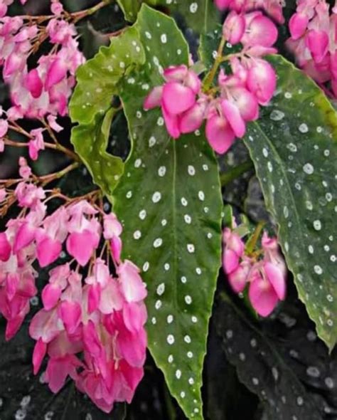 06 BEGONIA ANGEL WING Begonias East Coast Tropicals