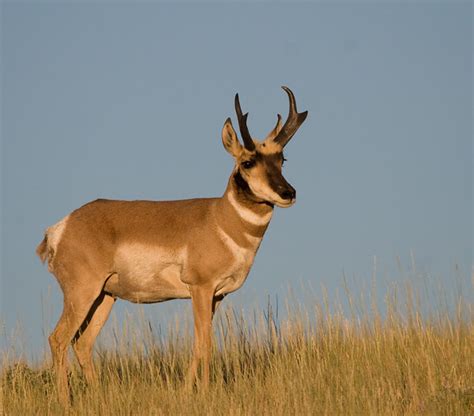 Pronghorn Pronghorn Near Maybell Colorado Dona Hilkey Flickr