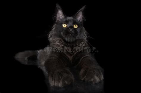 Black Maine Coon Kittens Sitting In A Basket Outdoors In Summer Stock