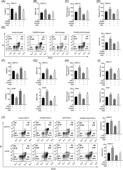 Nrf2 Overexpression Rescued The Effects Of PAQR3 On Ferroptosis A