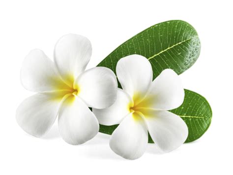 Flores Hawaianas Png Para Descargar Gratis