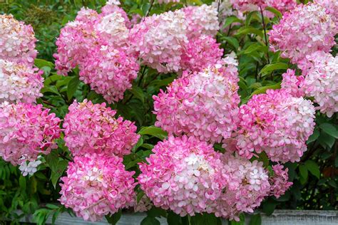 Comment Choisir Des Hortensias Qui Restent Belles En Automne Les