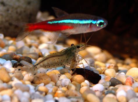 Neon Tetra With Shrimp The Perfect Aquarium Pairing AllAquariumFish