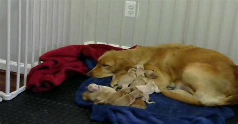 Our Golden Retriever Had 11 Puppies Yesterday Imgur