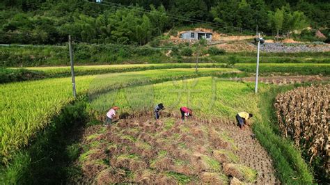 乡村农民人工收割水稻稻谷辛勤劳动3840x2160高清视频素材下载编号9034265实拍视频光厂vj师网