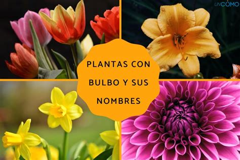 ¿cuáles Son Las Plantas Que Se Reproducen Por Bulbos Descubre Las 5 Plantas Que Se Reproducen