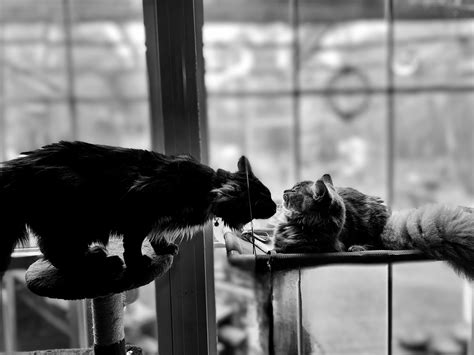 Product Recommendations