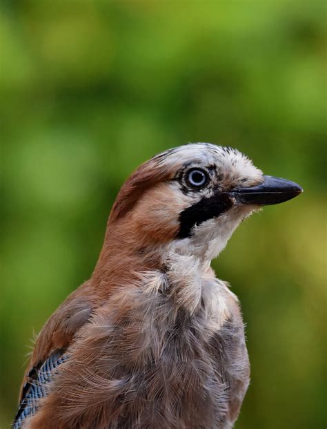 Bird Jay Animal Free Photo On Pixabay Pixabay