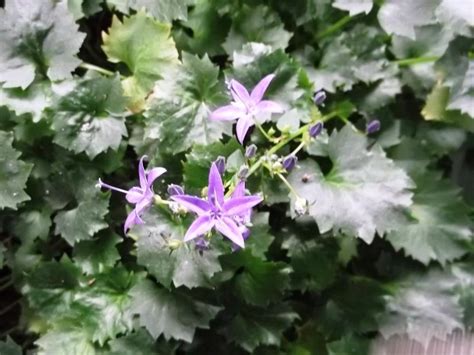 Campanula Fenestrellata Les Alpines Au Qu Bec