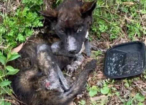 Arriva Alla Fine Della Maratona E Alza La Foto Del Suo Cane Non Ce L