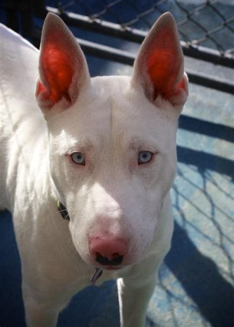 Herbert Bull Terrier Mix Chihuahua Beautiful Blue Eyes