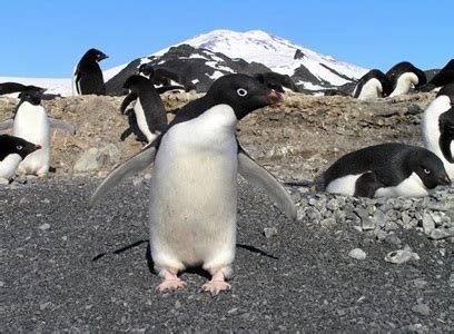 Penguin DNA Reveals Microsatellite Stability And Persistence