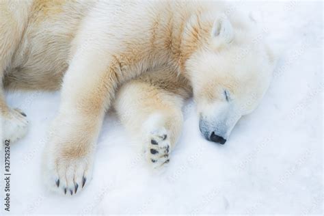 Funny polar bear. The polar bear is asleep. Sleeping white bear Stock ...