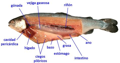 Fotografía de la disección de una trucha Download Scientific Diagram