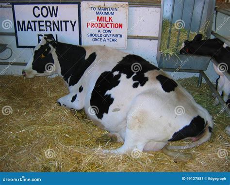 Cow Maternity Barn Los Angeles County Fair Fairplex Pomona
