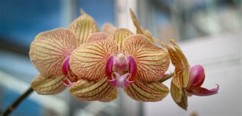 Pin by Eric Linneman on Denver Botanic Gardens Orchids | Orchids ...