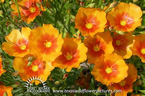 Thumbnail Index Of Orange Texas Wildflowers Texas Wildflower Pictures