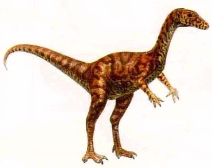 Saltopus | Dinosaur Wiki | FANDOM powered by Wikia