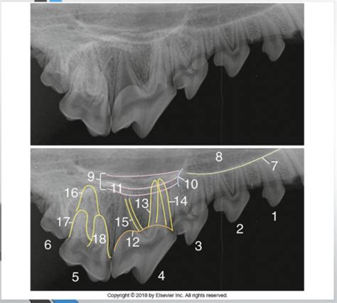 Normal radiograph anatomy of the canine maxillary premolars and molars Diagram | Quizlet