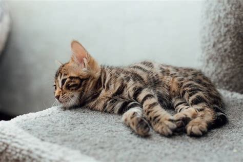 6 Common Cat Cold Symptoms and Their Treatments - Anne Thimble