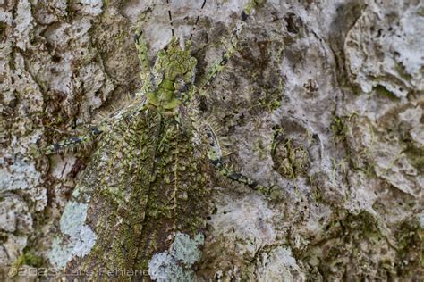 Lichen Katydid Sathrophylliopsis Longepilosa Of Sarawak Borneo