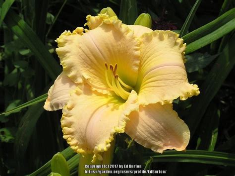 Daylily Hemerocallis Wedding In The Snow In The Daylilies Database