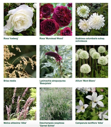 Garden Plants Uk List