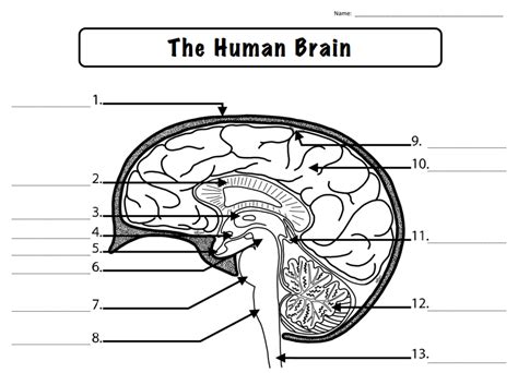 The Human Brain Diagram Diagram Quizlet