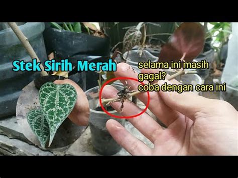 CARA STEK SIRIH MERAH BERHASIL Perbanyakan Sirih Merah Dengan Stek