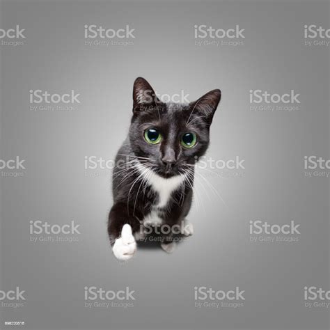 Cute Cat Giving Thumbs Up Stock Photo Download Image Now Thumbs Up