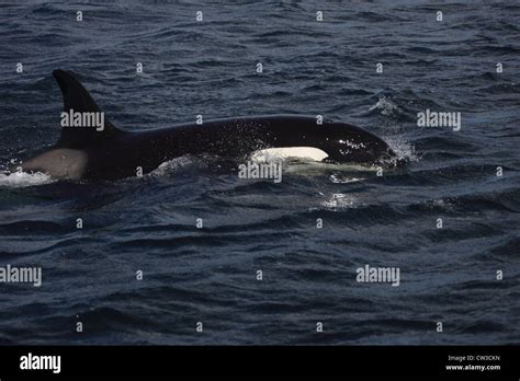 Killer Whale Orcinus Orca Off Mousa RSPB Reserve Shetland Islands