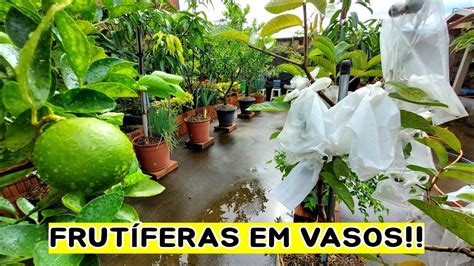 TOUR COMO ESTÃO AS FRUTÍFERAS EM VASOS E NO QUINTAL FEVEREIRO 2023