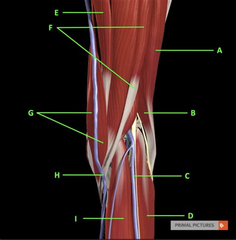 Muscles Around Knee Label Diagram Quizlet