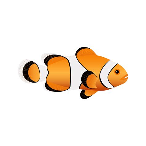 Clown Fish Isolated On White Background Cute Print Popular Sea Fish