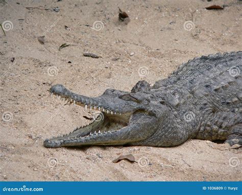 Australian Freshwater Crocodile Stock Image - Image of crocodile ...