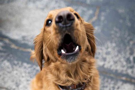 Do Golden Retrievers Bark At Night Answered Retriever Advice