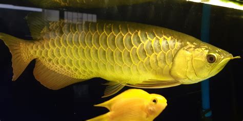 golden arowana arwana fish golden rare