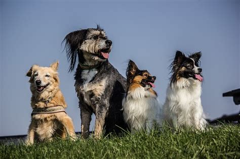 Best Dog Breeds For First Time Owners Finding The Perfect Match